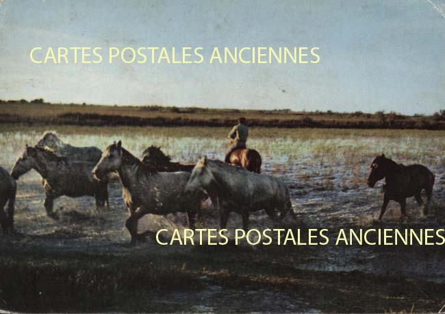 Cartes postales anciennes > CARTES POSTALES > carte postale ancienne > cartes-postales-ancienne.com Provence alpes cote d'azur Bouches du rhone Saintes Maries De La Mer