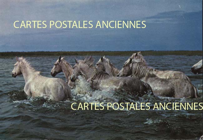 Cartes postales anciennes > CARTES POSTALES > carte postale ancienne > cartes-postales-ancienne.com Provence alpes cote d'azur Bouches du rhone Arles