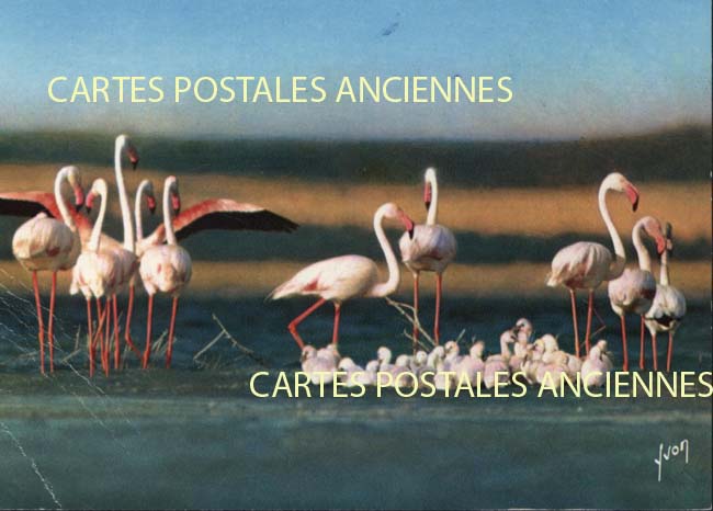 Cartes postales anciennes > CARTES POSTALES > carte postale ancienne > cartes-postales-ancienne.com Provence alpes cote d'azur Bouches du rhone Arles