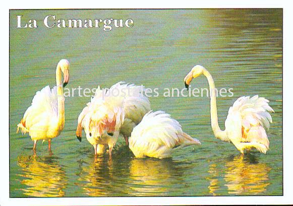 Cartes postales anciennes > CARTES POSTALES > carte postale ancienne > cartes-postales-ancienne.com Provence alpes cote d'azur Saintes Maries De La Mer