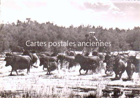 Cartes postales anciennes > CARTES POSTALES > carte postale ancienne > cartes-postales-ancienne.com  Saintes Maries De La Mer