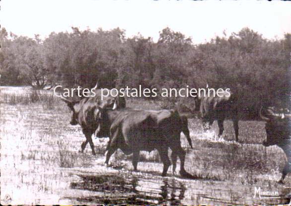 Cartes postales anciennes > CARTES POSTALES > carte postale ancienne > cartes-postales-ancienne.com  Saintes Maries De La Mer