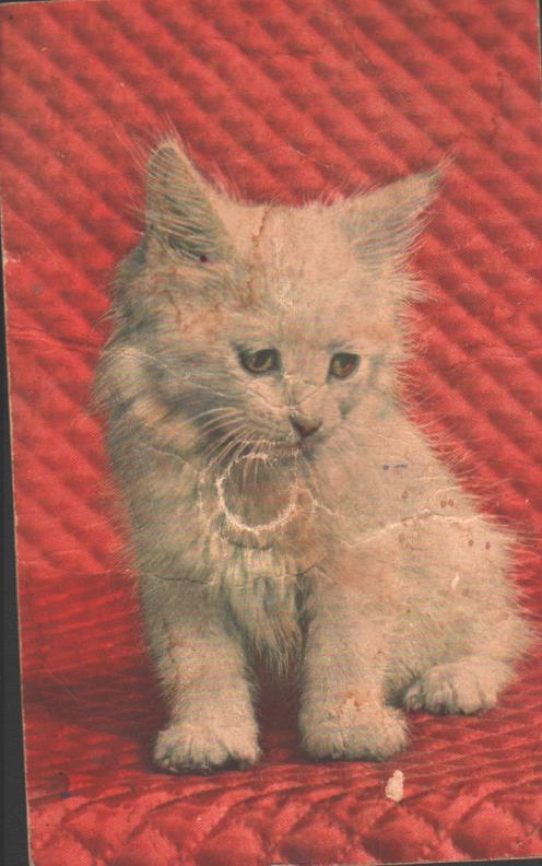 Cartes postales anciennes > CARTES POSTALES > carte postale ancienne > cartes-postales-ancienne.com Animaux Chats