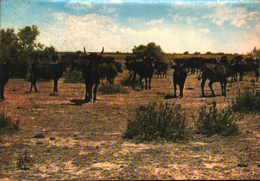 Cartes postales anciennes > CARTES POSTALES > carte postale ancienne > cartes-postales-ancienne.com  Arles