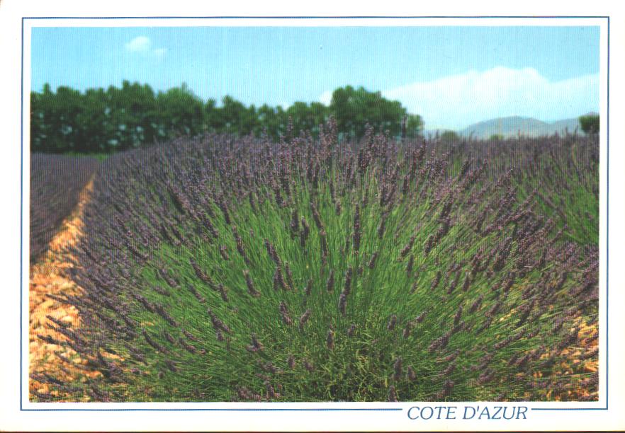 Cartes postales anciennes > CARTES POSTALES > carte postale ancienne > cartes-postales-ancienne.com Provence alpes cote d'azur Var Saint Raphael