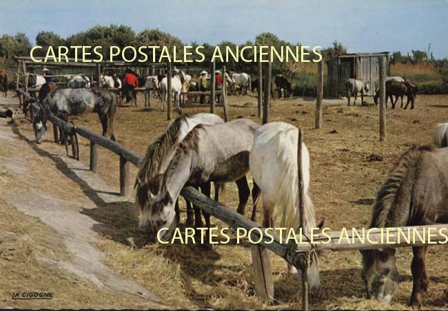 Cartes postales anciennes > CARTES POSTALES > carte postale ancienne > cartes-postales-ancienne.com Occitanie Aigues Mortes