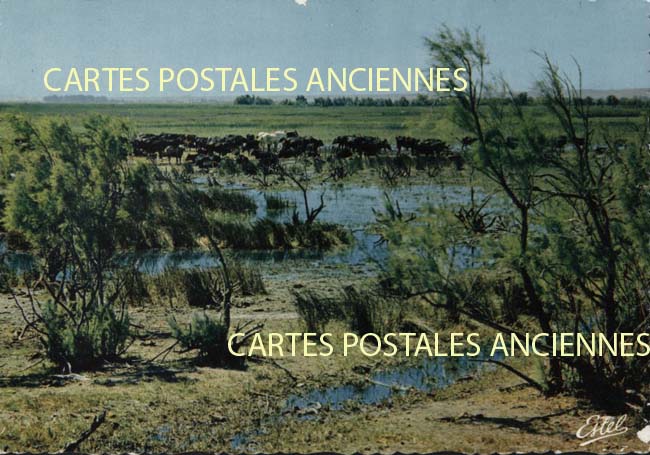 Cartes postales anciennes > CARTES POSTALES > carte postale ancienne > cartes-postales-ancienne.com Occitanie Aigues Mortes