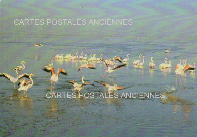 Cartes postales anciennes > CARTES POSTALES > carte postale ancienne > cartes-postales-ancienne.com Occitanie Gard Le Grau Du Roi