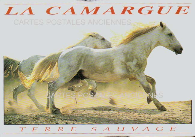 Cartes postales anciennes > CARTES POSTALES > carte postale ancienne > cartes-postales-ancienne.com Gard 30 Le Grau Du Roi