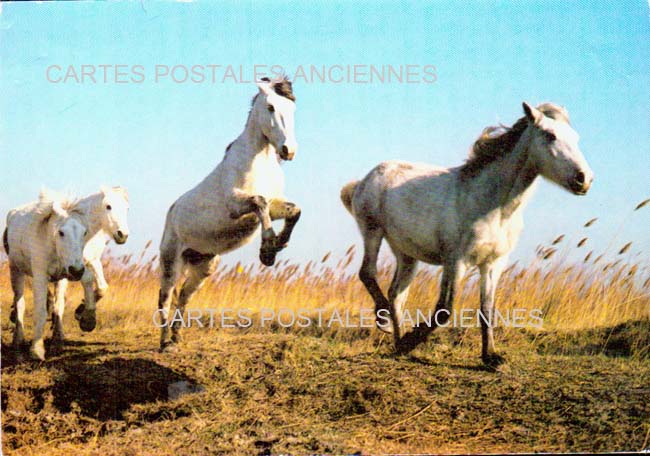 Cartes postales anciennes > CARTES POSTALES > carte postale ancienne > cartes-postales-ancienne.com Gard 30 Le Grau Du Roi