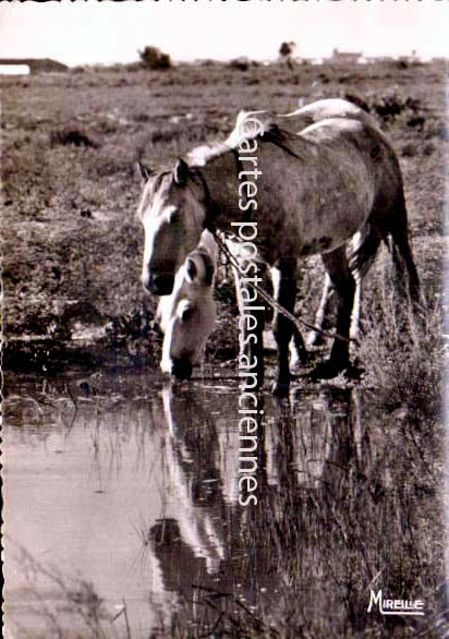 Cartes postales anciennes > CARTES POSTALES > carte postale ancienne > cartes-postales-ancienne.com Occitanie Port Camargue