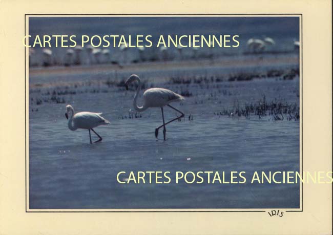 Cartes postales anciennes > CARTES POSTALES > carte postale ancienne > cartes-postales-ancienne.com Bouches du rhone 13 Arles