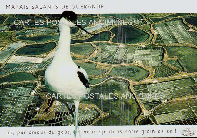 Cartes postales anciennes > CARTES POSTALES > carte postale ancienne > cartes-postales-ancienne.com Pays de la loire Loire atlantique Guerande