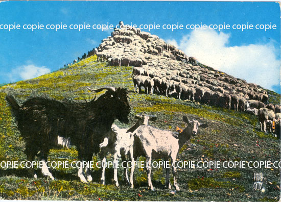 Cartes postales anciennes > CARTES POSTALES > carte postale ancienne > cartes-postales-ancienne.com Animaux