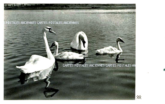 Cartes postales anciennes > CARTES POSTALES > carte postale ancienne > cartes-postales-ancienne.com Animaux