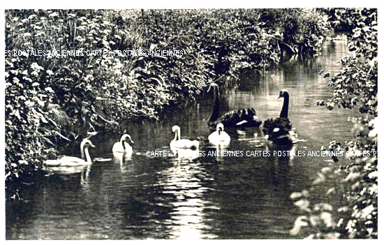 Cartes postales anciennes > CARTES POSTALES > carte postale ancienne > cartes-postales-ancienne.com Animaux