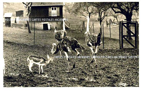 Cartes postales anciennes > CARTES POSTALES > carte postale ancienne > cartes-postales-ancienne.com Animaux