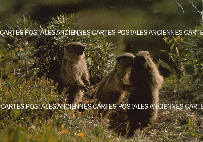 Cartes postales anciennes > CARTES POSTALES > carte postale ancienne > cartes-postales-ancienne.com