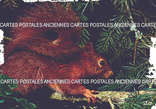 Cartes postales anciennes > CARTES POSTALES > carte postale ancienne > cartes-postales-ancienne.com