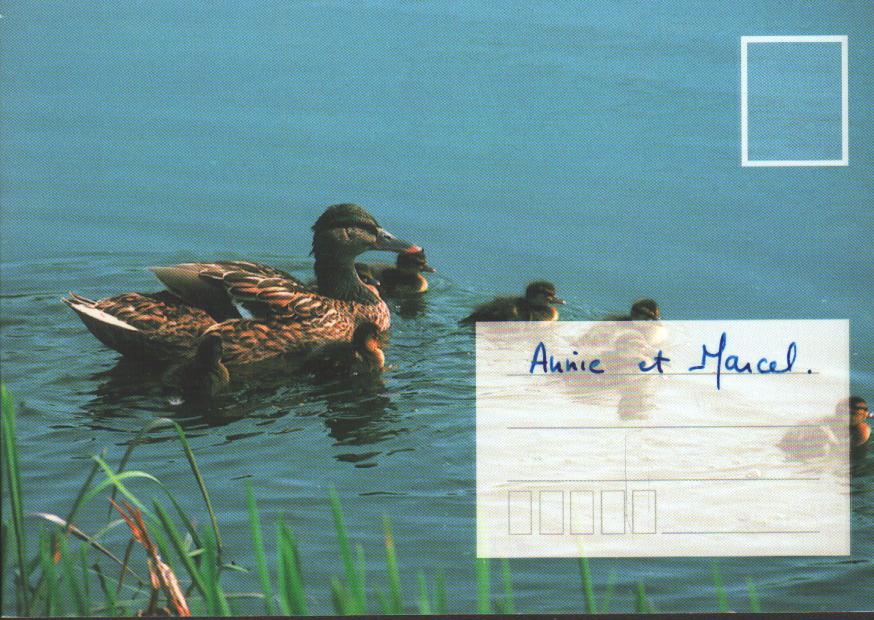 Cartes postales anciennes > CARTES POSTALES > carte postale ancienne > cartes-postales-ancienne.com Animaux