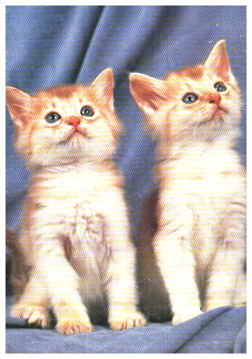 Cartes postales anciennes > CARTES POSTALES > carte postale ancienne > cartes-postales-ancienne.com Animaux Chats