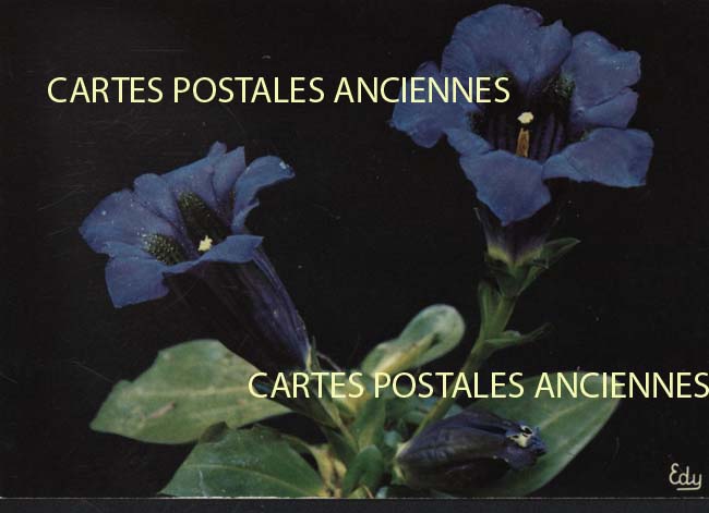 Cartes postales anciennes > CARTES POSTALES > carte postale ancienne > cartes-postales-ancienne.com