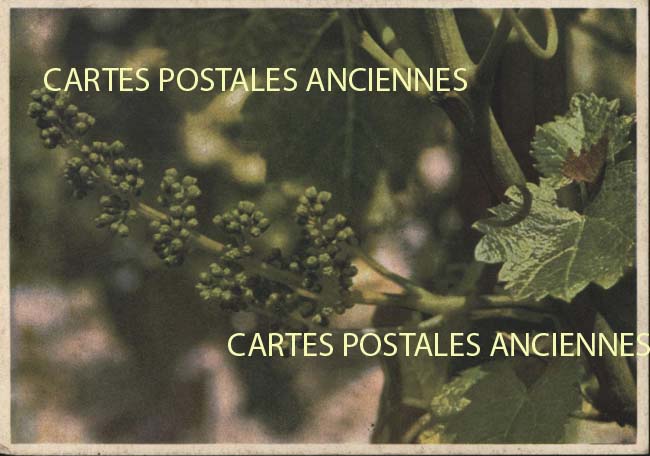 Cartes postales anciennes > CARTES POSTALES > carte postale ancienne > cartes-postales-ancienne.com