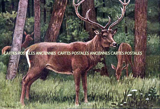 Cartes postales anciennes > CARTES POSTALES > carte postale ancienne > cartes-postales-ancienne.com Animaux Foret Villers Cotterets