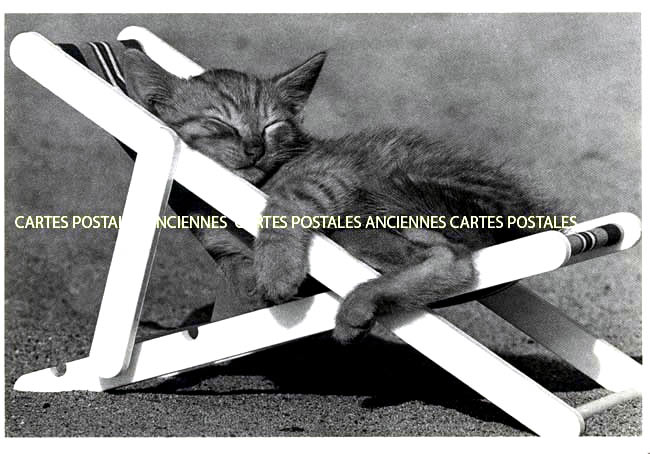 Cartes postales anciennes > CARTES POSTALES > carte postale ancienne > cartes-postales-ancienne.com Animaux Chats