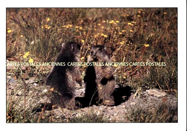 Cartes postales anciennes > CARTES POSTALES > carte postale ancienne > cartes-postales-ancienne.com Animaux Foret Villers Cotterets