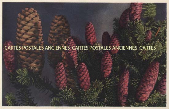 Cartes postales anciennes > CARTES POSTALES > carte postale ancienne > cartes-postales-ancienne.com Fleurs