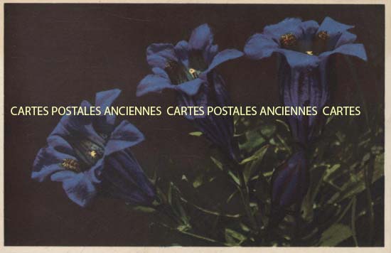 Cartes postales anciennes > CARTES POSTALES > carte postale ancienne > cartes-postales-ancienne.com Fleurs