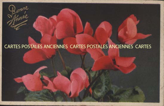 Cartes postales anciennes > CARTES POSTALES > carte postale ancienne > cartes-postales-ancienne.com Fleurs