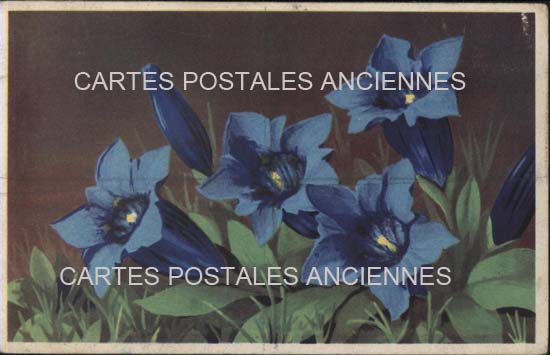 Cartes postales anciennes > CARTES POSTALES > carte postale ancienne > cartes-postales-ancienne.com Fleurs