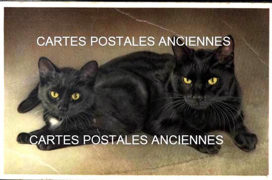 Cartes postales anciennes > CARTES POSTALES > carte postale ancienne > cartes-postales-ancienne.com Animaux Chats