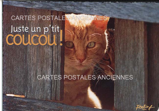 Cartes postales anciennes > CARTES POSTALES > carte postale ancienne > cartes-postales-ancienne.com Animaux Chats