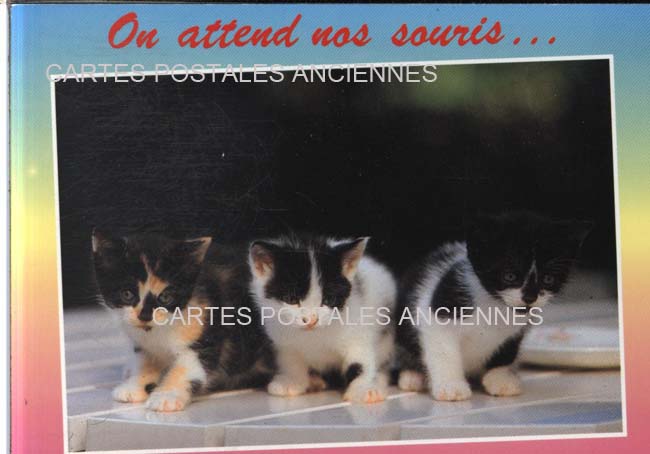 Cartes postales anciennes > CARTES POSTALES > carte postale ancienne > cartes-postales-ancienne.com Animaux Chats