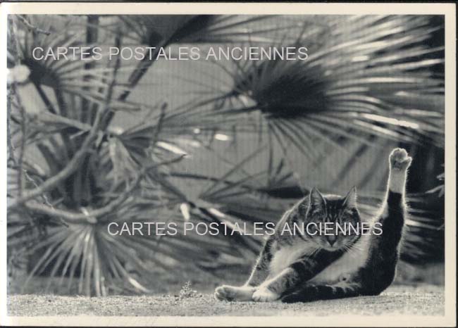 Cartes postales anciennes > CARTES POSTALES > carte postale ancienne > cartes-postales-ancienne.com Animaux Chats