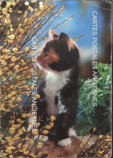 Cartes postales anciennes > CARTES POSTALES > carte postale ancienne > cartes-postales-ancienne.com Animaux Chats