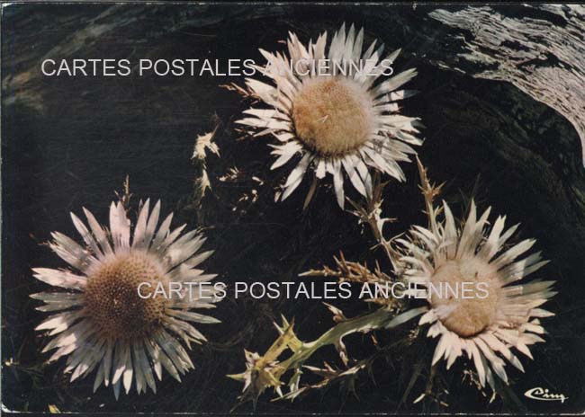 Cartes postales anciennes > CARTES POSTALES > carte postale ancienne > cartes-postales-ancienne.com Fleurs