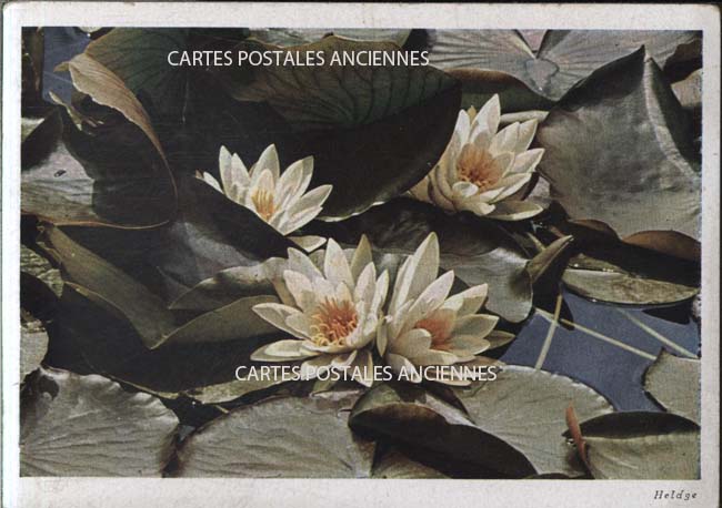 Cartes postales anciennes > CARTES POSTALES > carte postale ancienne > cartes-postales-ancienne.com Fleurs