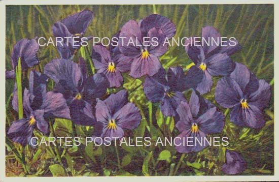 Cartes postales anciennes > CARTES POSTALES > carte postale ancienne > cartes-postales-ancienne.com Fleurs