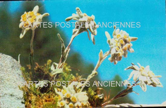 Cartes postales anciennes > CARTES POSTALES > carte postale ancienne > cartes-postales-ancienne.com Fleurs