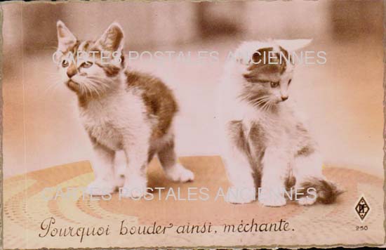 Cartes postales anciennes > CARTES POSTALES > carte postale ancienne > cartes-postales-ancienne.com Animaux Chats