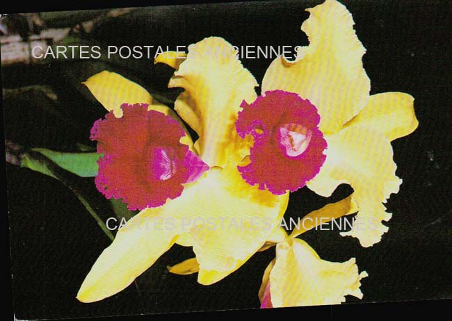 Cartes postales anciennes > CARTES POSTALES > carte postale ancienne > cartes-postales-ancienne.com Fleurs