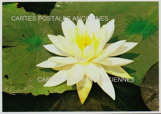 Cartes postales anciennes > CARTES POSTALES > carte postale ancienne > cartes-postales-ancienne.com Fleurs