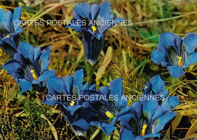 Cartes postales anciennes > CARTES POSTALES > carte postale ancienne > cartes-postales-ancienne.com Fleurs