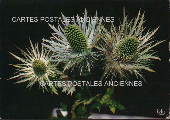 Cartes postales anciennes > CARTES POSTALES > carte postale ancienne > cartes-postales-ancienne.com Fleurs