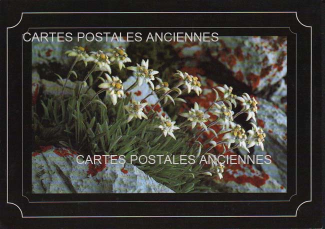 Cartes postales anciennes > CARTES POSTALES > carte postale ancienne > cartes-postales-ancienne.com Fleurs