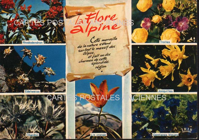 Cartes postales anciennes > CARTES POSTALES > carte postale ancienne > cartes-postales-ancienne.com Fleurs